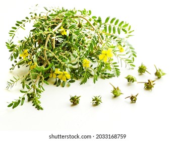 Tribulus terrestris flowers on white wooden background. Shallow dof. - Shutterstock ID 2033168759