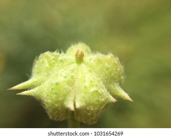 Tribulus Terrestris Fruit