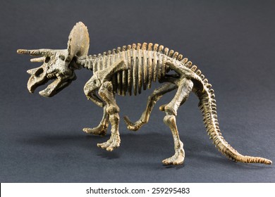 Triceratops Fossil Dinosaur Skeleton Model Toy On Black Background