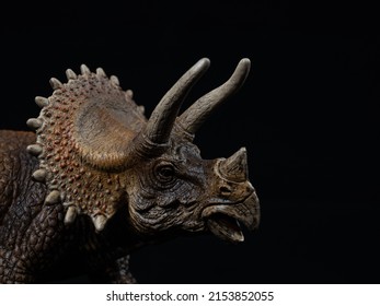 Triceratops Head Shot On Black Background