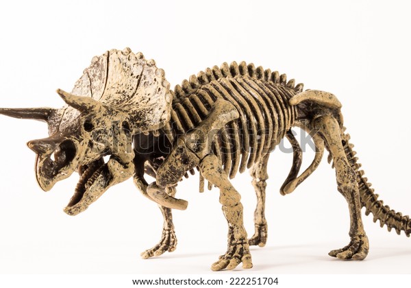 triceratops skeleton big john