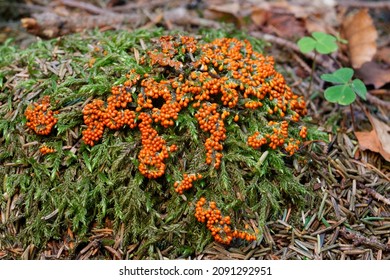 Trichia decipiens - forest mushroom with fruit bodies resembling red beads