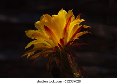 Trichocereus hybrid in stunning bloom against dark background in award-winning Tohono Chul Park, Tucson, Arizona.  