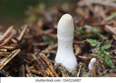 Sac Fungi Hd Stock Images Shutterstock