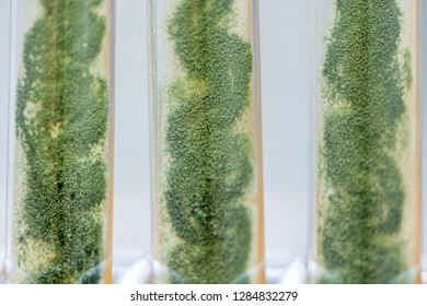 Trichoderma Mold In Agar Slant Tubes