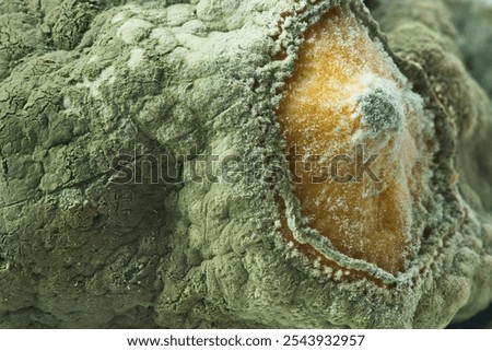 Trichoderma mold on a surface of rotten lemon. Close-up of colorful growth mustiness mushrooms on a food. Green mold. Selective focus.