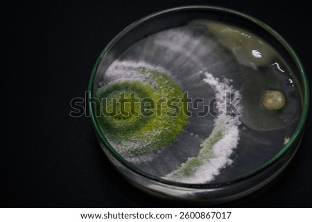 Trichoderma vs. Bacillus antagonism assay