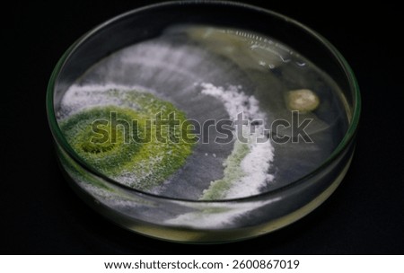 Trichoderma vs. Bacillus antagonism assay