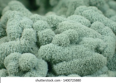 fungal spores