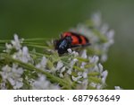 Trichodes apiarius
