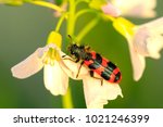 Trichodes apiarius, beetle