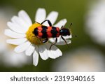 Trichodes apiarius beetle orange and black on chamomile flower