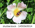 Trichodes apiarius is a beetle species of checkered beetles 