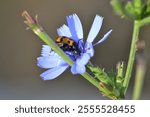 Trichodes apiarius, Linnaeus, is a polyphagous beetle belonging to the Cleridae family, widespread in Europe, Asia and North Africa. Insect with pollen on wild chicory flower.