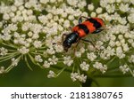 Trichodes apiarius  on white flowers. It is an hairy small beetle with shining blue or black head and scutellum.