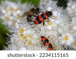 Trichodes apiarius a rare type of beetle, they carry pollen