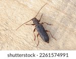 Trichoferus campestris, the velvet longhorned beetle, is a species of long-horned beetle in the family Cerambycidae.