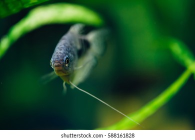 Trichogaster Trichopterus Swimming In An Aquarium. Gourami. Bluefish. 
