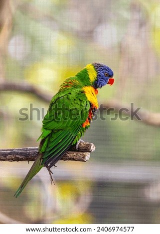 Trichoglossus haematodus, the Coconut Lorikeet, graces Australian landscapes with vibrant colors. With its rainbow plumage, this lorikeet adds a tropical burst to the native flora.