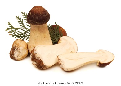 Tricholoma Matsutake