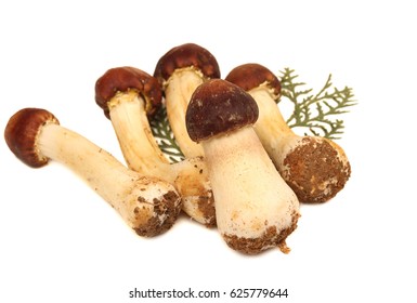 Tricholoma Matsutake