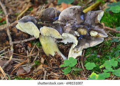 Tricholoma Portentosum