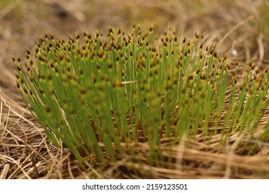 Trichophorum Alpinum Highly Endangered Specially Protected Species Growing On Peat Bogs