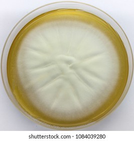 Trichophyton Mentagrophytes On Potato Dextrose Agar( Pda) 30 Day, At 25-30 °C