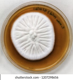 Trichophyton Mentagrophytes On Sabouraud Dextrose Agar, 30 °c , 13 Day