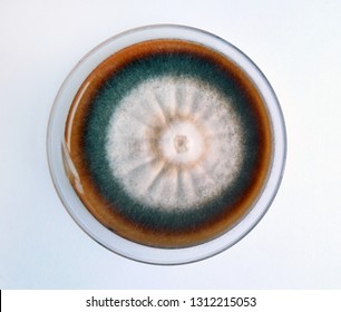 Trichophyton Rubrum In A Petri Dish Grown On A Nutrient Environment