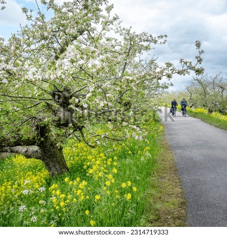 Tricht, Netherlands, 25 april 2023: couple on bicycle passes blooming apple trees on dike in the netherlands under cloudy spring sky