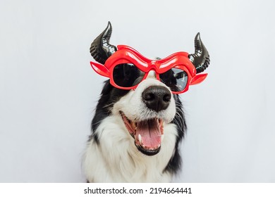 Trick Or Treat Concept. Funny Puppy Dog Border Collie Dressed In Halloween Silly Satan Devil Eyeglasses Costume Scary And Spooky Isolated On White Background. Preparation For Halloween Party