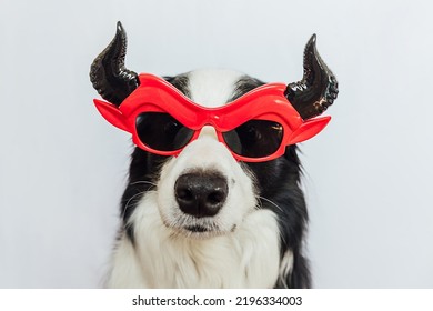 Trick Or Treat Concept. Funny Puppy Dog Border Collie Dressed In Halloween Silly Satan Devil Eyeglasses Costume Scary And Spooky Isolated On White Background. Preparation For Halloween Party