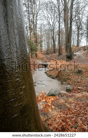 a trickling stream in a forest