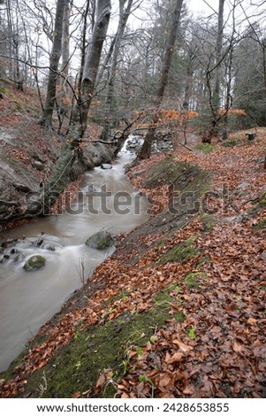 trickling stream in a forest