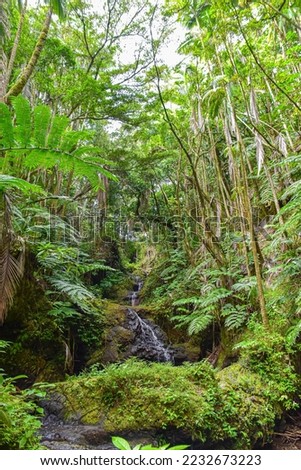trickling stream in tropical forest