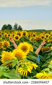 Tricky Woman Hiding Herself At Sunflower Field. Female Arms Sticking Out Of The Sunflowers.