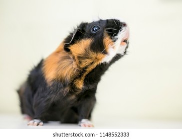 tri colored abyssinian guinea pig