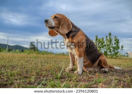 A tri-color beagle dog howling while sitting on the field.