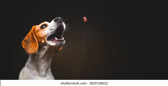 Tricolor Beagle dog waiting and catching a treat in studio, against dark background. Canine theme - Shutterstock ID 1819136012
