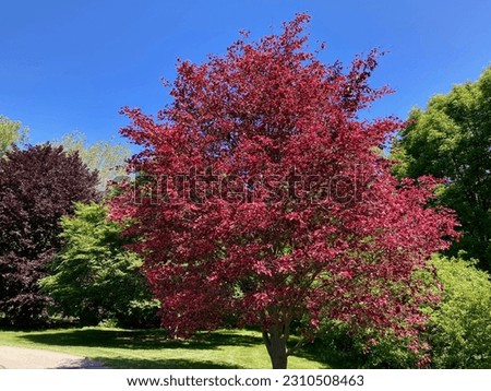 Tricolor beech tree in spring