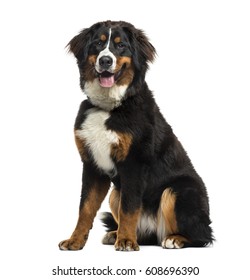 Tricolor Bernese Mountain Dog sitting and panting, 8 months old, isolated on white