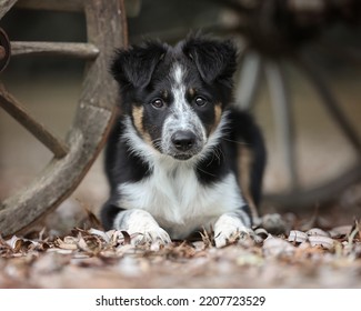 Tricolor Border Collie Puppy in autumn - Shutterstock ID 2207723529