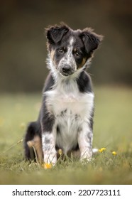 Tricolor Border Collie Puppy in a field  - Shutterstock ID 2207723111