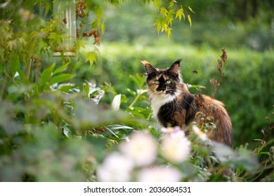 tricolor calico maine coon cat outdoors in green garden with many plants and bushes looking at camera