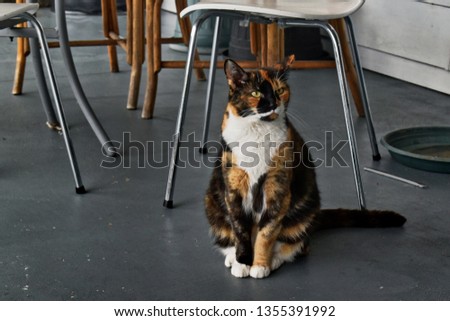 Tricolor cat camouflage with furniture and shadows