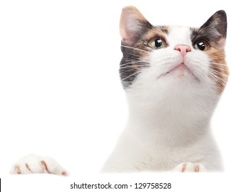 A tricolor cat, isolated on a plain, white background, looks up, horizontal images