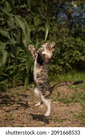 Tricolor Cat Jumping Outdoors, In Summer.