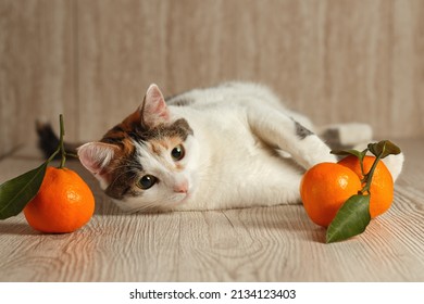 A tricolor cat lies next to a tangerine on a wooden background