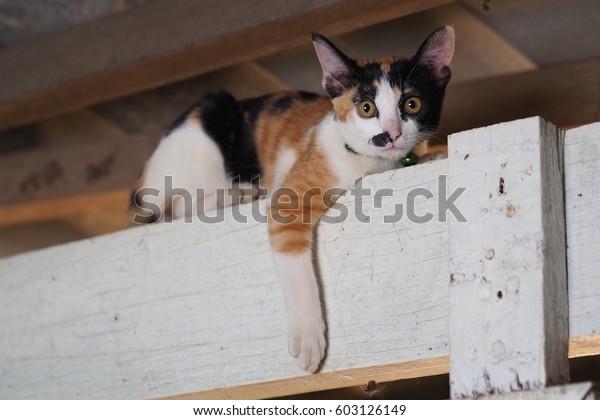 Tricolor Cat On Ceiling Stock Photo Edit Now 603126149